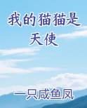 我的猫猫是天使